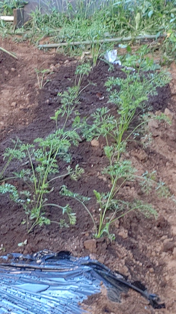 f:id:ikukyuchu:20200831104722j:image f:id:ikukyuchu:20200831104722j:image