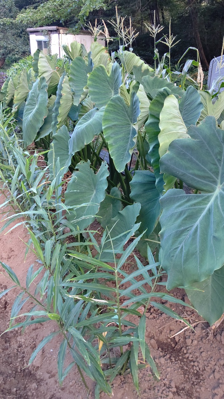 f:id:ikukyuchu:20200831105953j:image f:id:ikukyuchu:20200831105953j:image