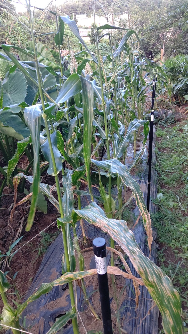 f:id:ikukyuchu:20200831110015j:image f:id:ikukyuchu:20200831110015j:image