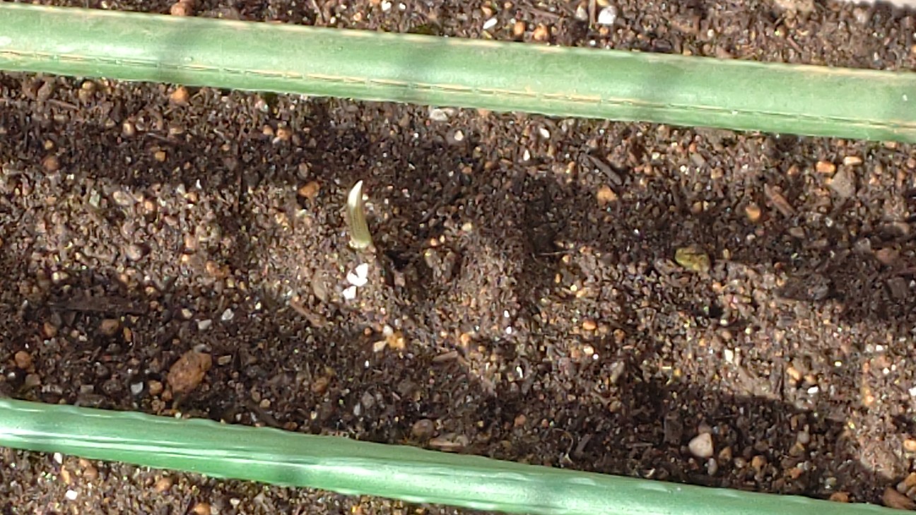 f:id:ikukyuchu:20201024104520j:image