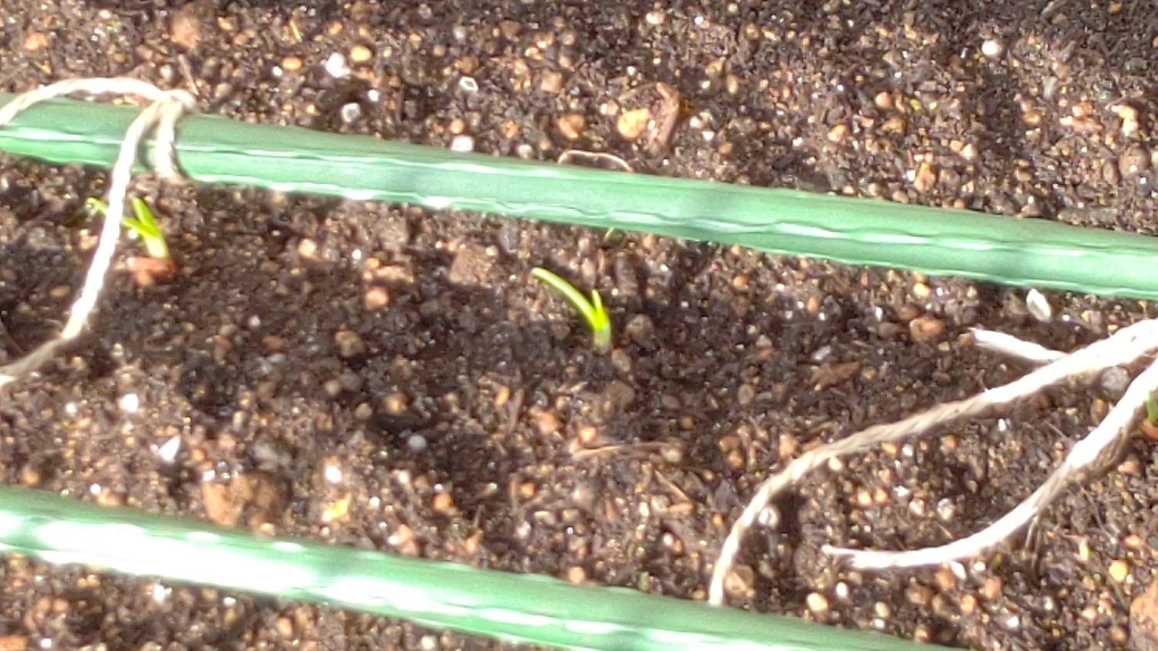 f:id:ikukyuchu:20201024104542j:image