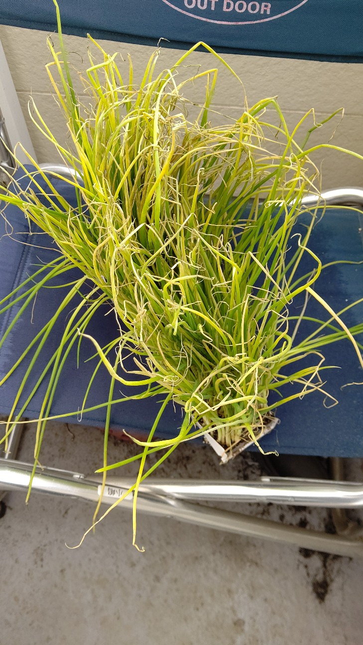 f:id:ikukyuchu:20201107102940j:image f:id:ikukyuchu:20201107102940j:image