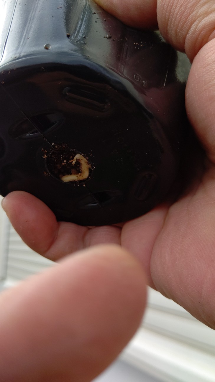 f:id:ikukyuchu:20201107104052j:image f:id:ikukyuchu:20201107104052j:image