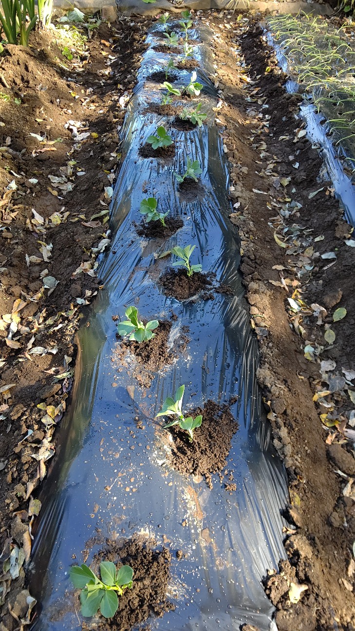 f:id:ikukyuchu:20201112074549j:image