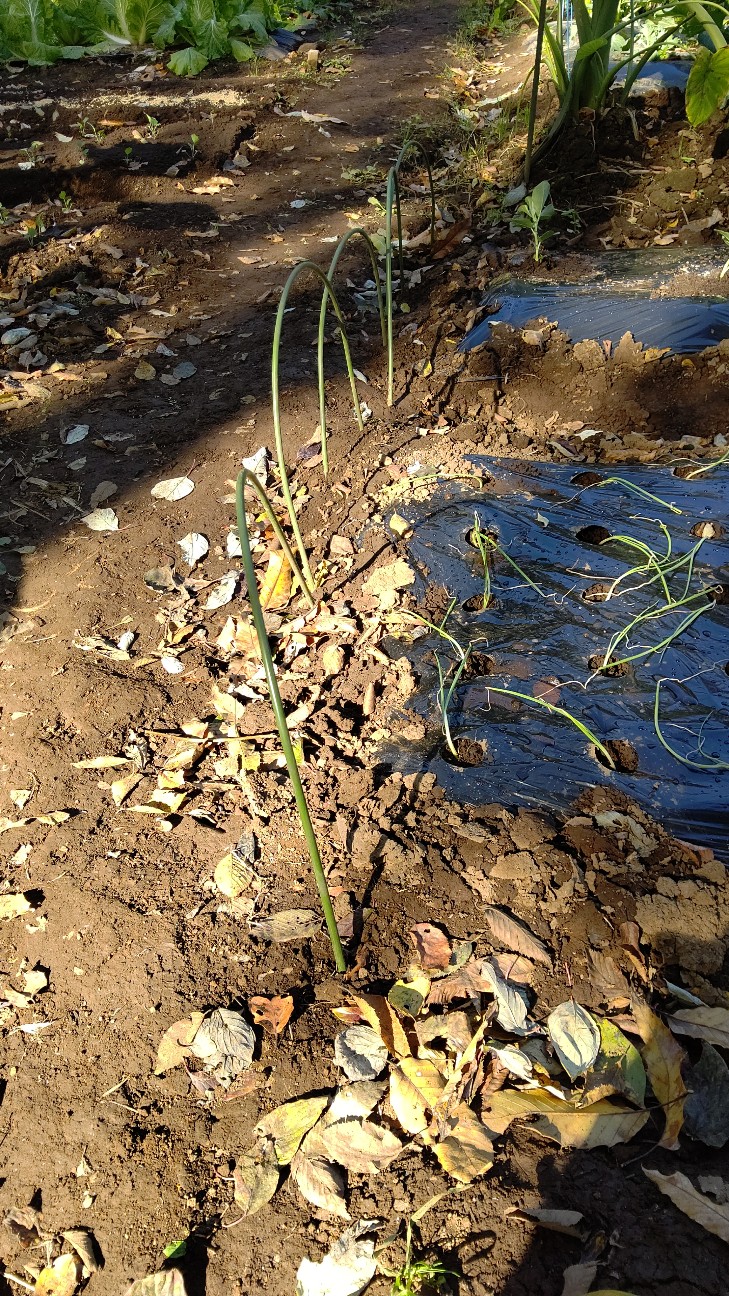 f:id:ikukyuchu:20201112081144j:image