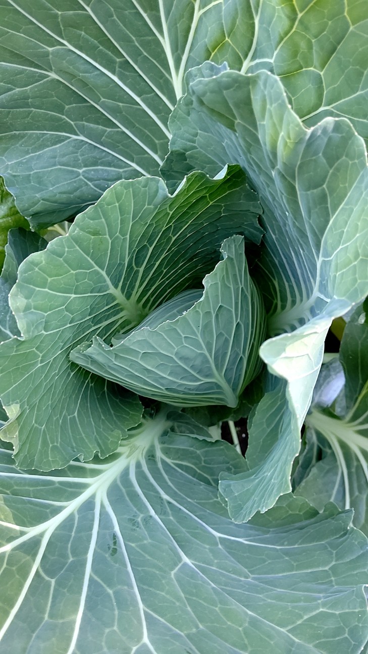 f:id:ikukyuchu:20201112194235j:image