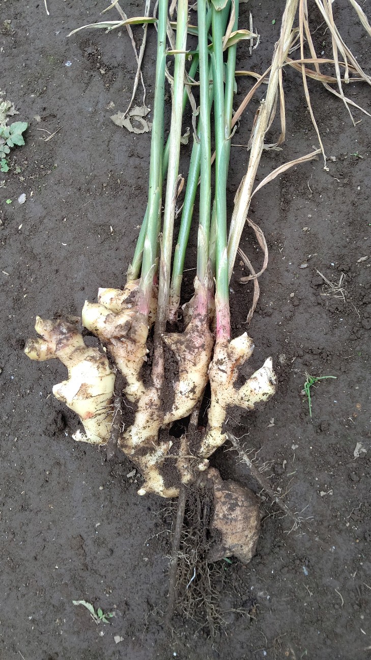 f:id:ikukyuchu:20201124213014j:image f:id:ikukyuchu:20201124213014j:image