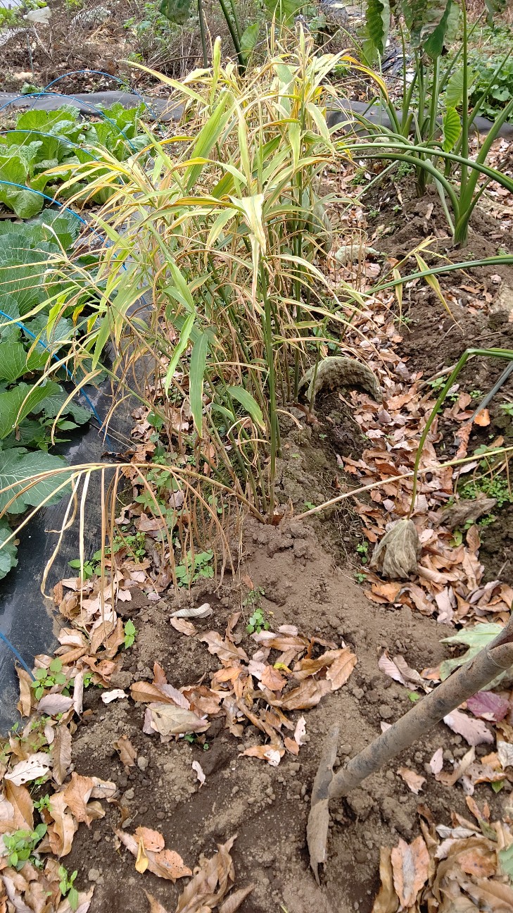 f:id:ikukyuchu:20201124213027j:image f:id:ikukyuchu:20201124213027j:image