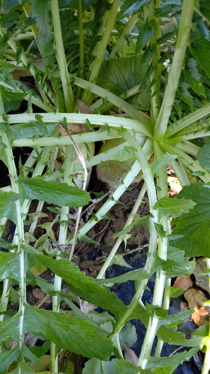 f:id:ikukyuchu:20201208120147j:image f:id:ikukyuchu:20201208120147j:image