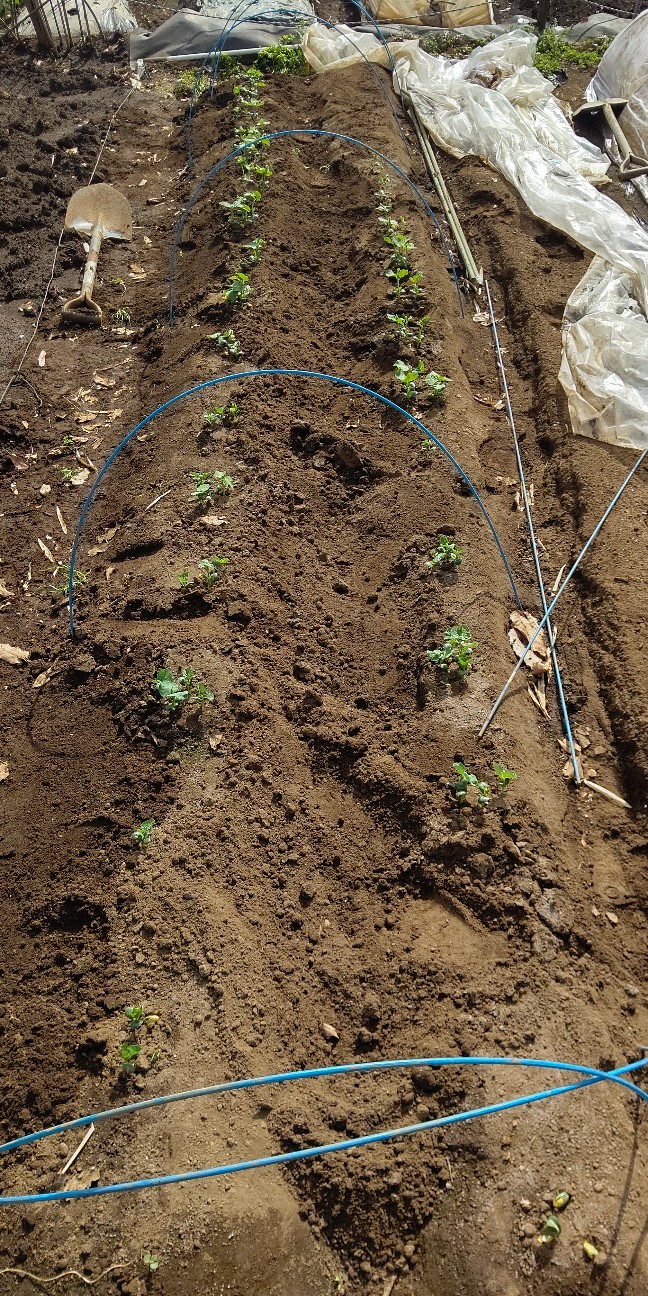 f:id:ikukyuchu:20210401220004j:image f:id:ikukyuchu:20210401220004j:image