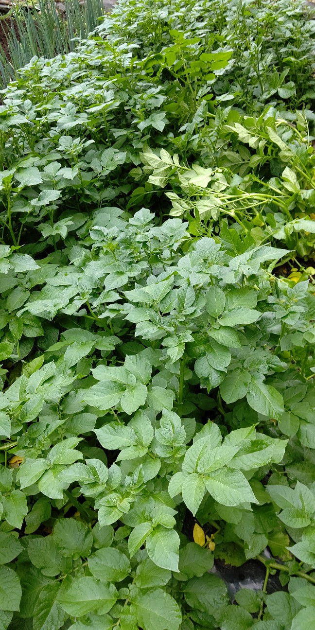 f:id:ikukyuchu:20210520115715j:image f:id:ikukyuchu:20210520115715j:image