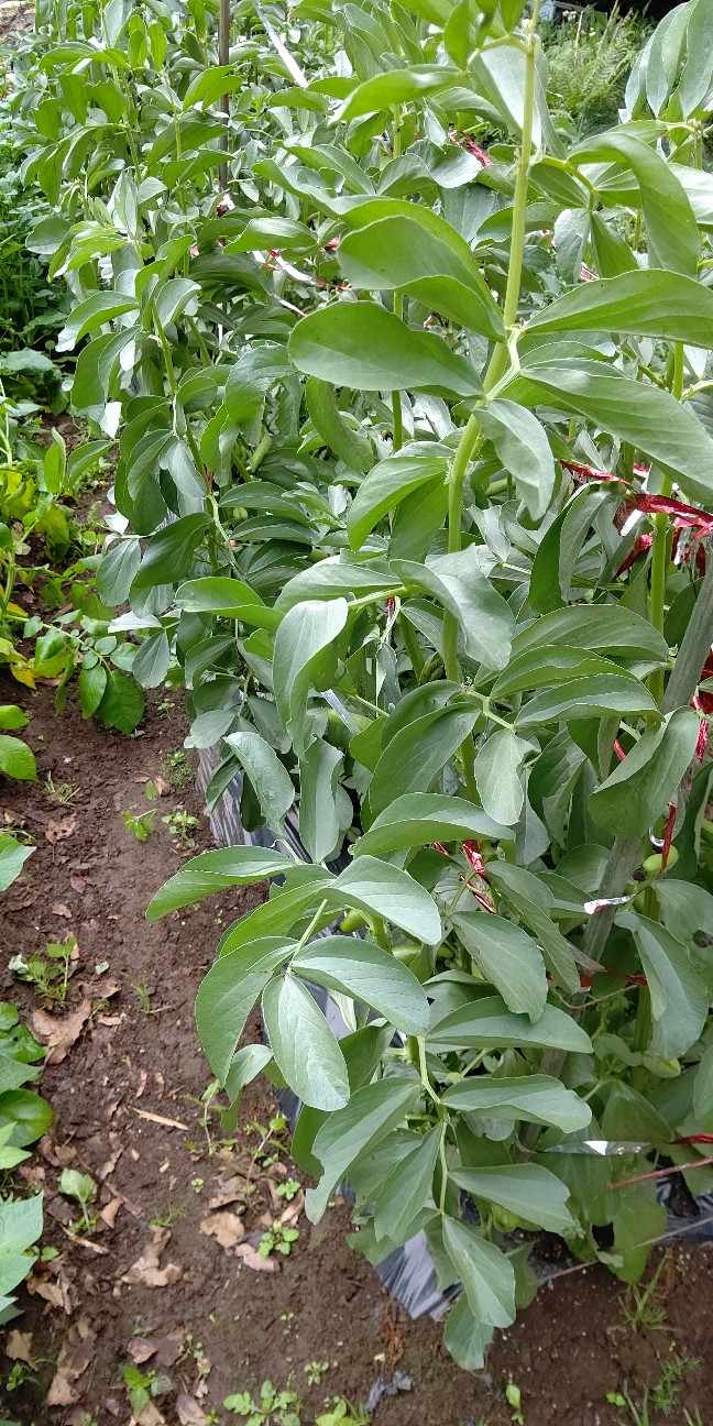 f:id:ikukyuchu:20210520115957j:image f:id:ikukyuchu:20210520115957j:image