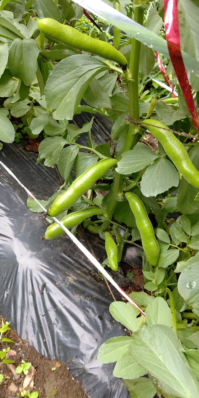 f:id:ikukyuchu:20210520120033j:image f:id:ikukyuchu:20210520120033j:image