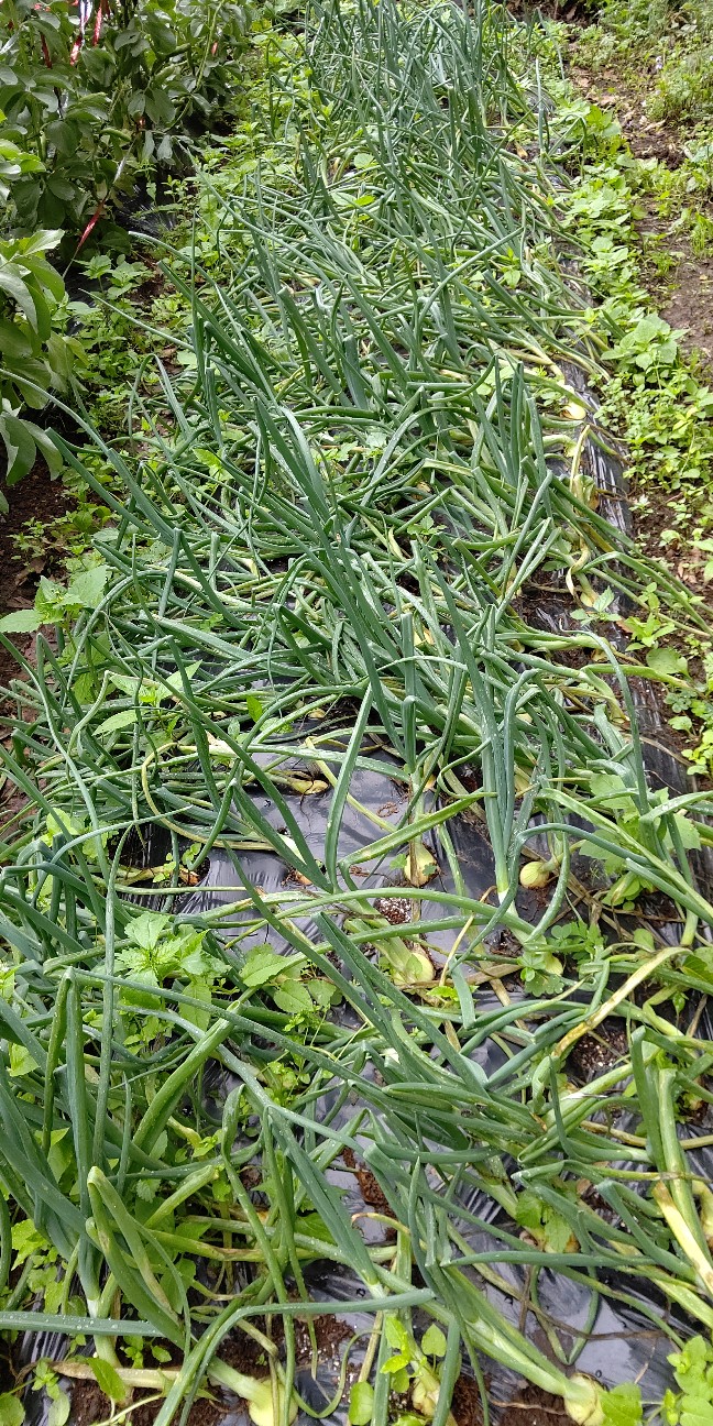 f:id:ikukyuchu:20210520120134j:image f:id:ikukyuchu:20210520120134j:image