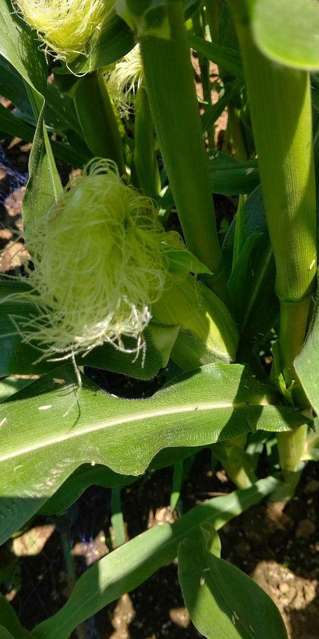 f:id:ikukyuchu:20210610101614j:image