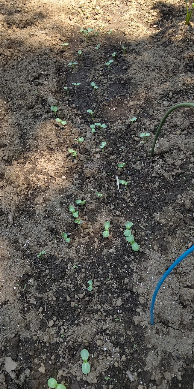 f:id:ikukyuchu:20210610101903j:image