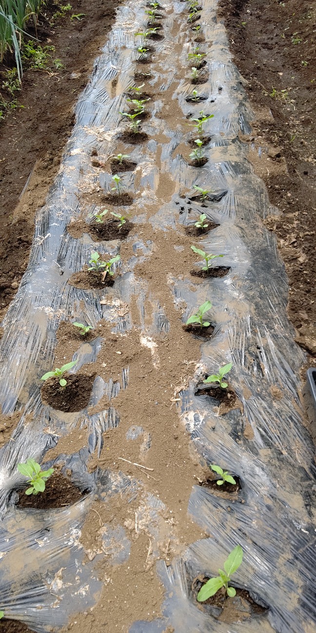 f:id:ikukyuchu:20210618163810j:image f:id:ikukyuchu:20210618163810j:image