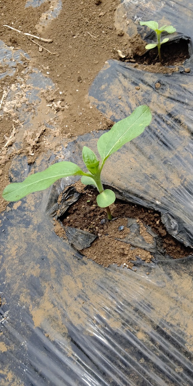 f:id:ikukyuchu:20210618163845j:image f:id:ikukyuchu:20210618163845j:image