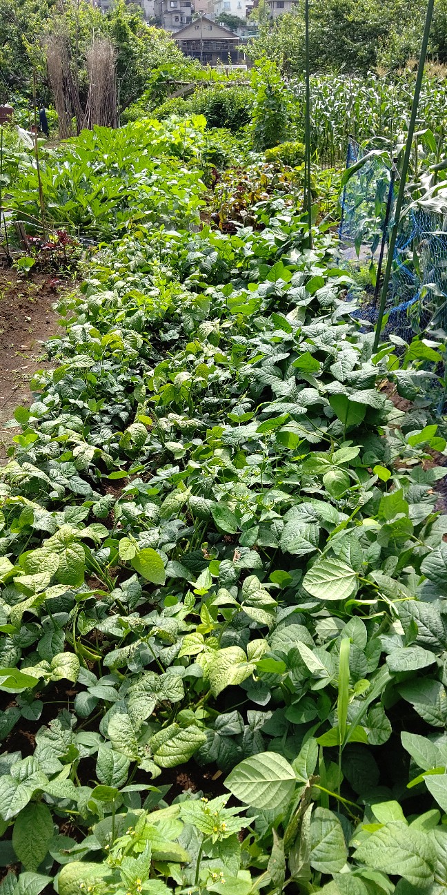 f:id:ikukyuchu:20210618164457j:image f:id:ikukyuchu:20210618164457j:image