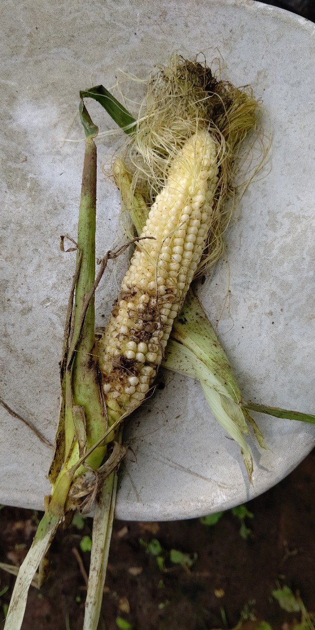 f:id:ikukyuchu:20210618164643j:image f:id:ikukyuchu:20210618164643j:image