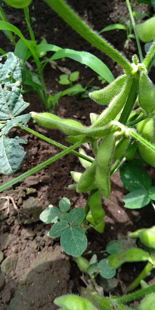 f:id:ikukyuchu:20210618165646j:image f:id:ikukyuchu:20210618165646j:image