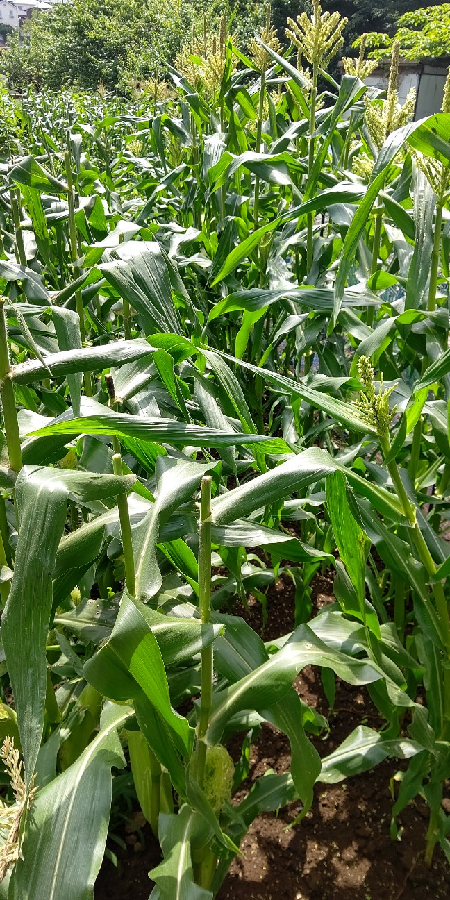 f:id:ikukyuchu:20210618165939j:image f:id:ikukyuchu:20210618165939j:image