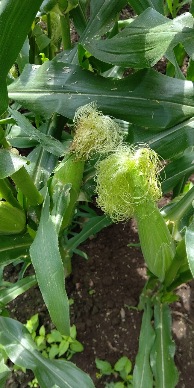 f:id:ikukyuchu:20210618170014j:image f:id:ikukyuchu:20210618170014j:image