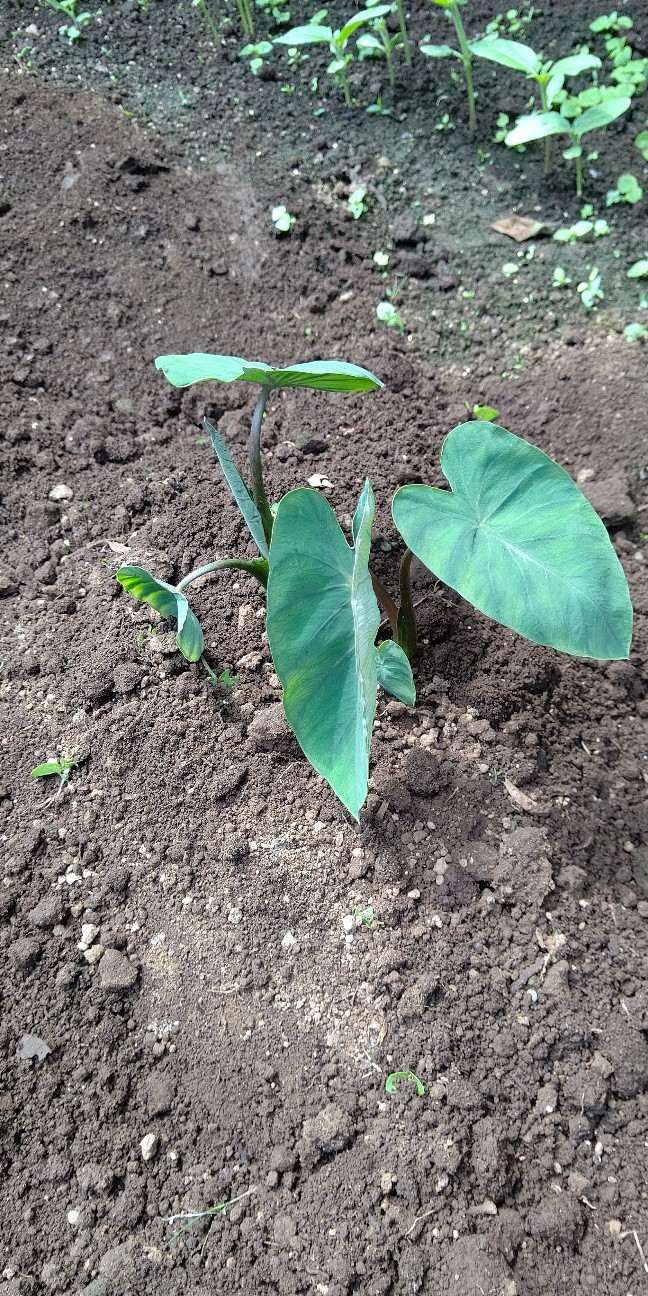 f:id:ikukyuchu:20210618222355j:image f:id:ikukyuchu:20210618222355j:image