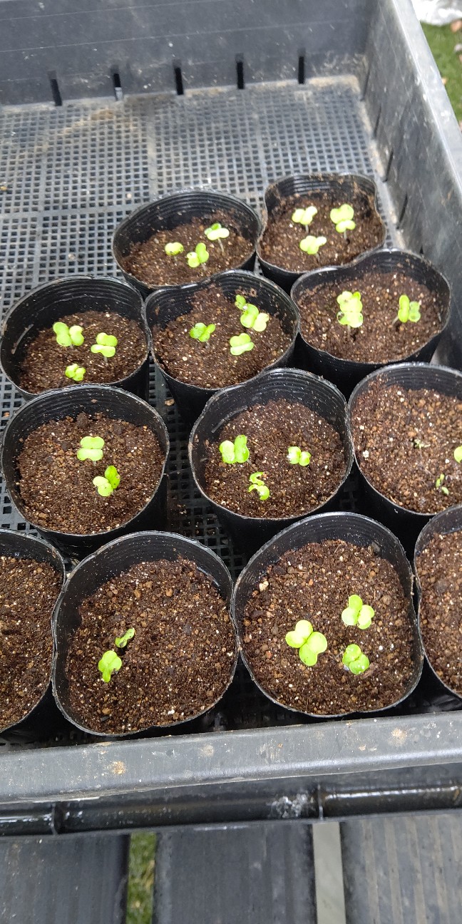 f:id:ikukyuchu:20210816134817j:image f:id:ikukyuchu:20210816134817j:image