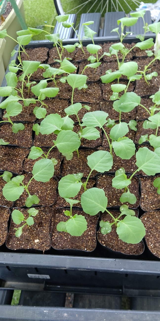 f:id:ikukyuchu:20210816135029j:image f:id:ikukyuchu:20210816135029j:image