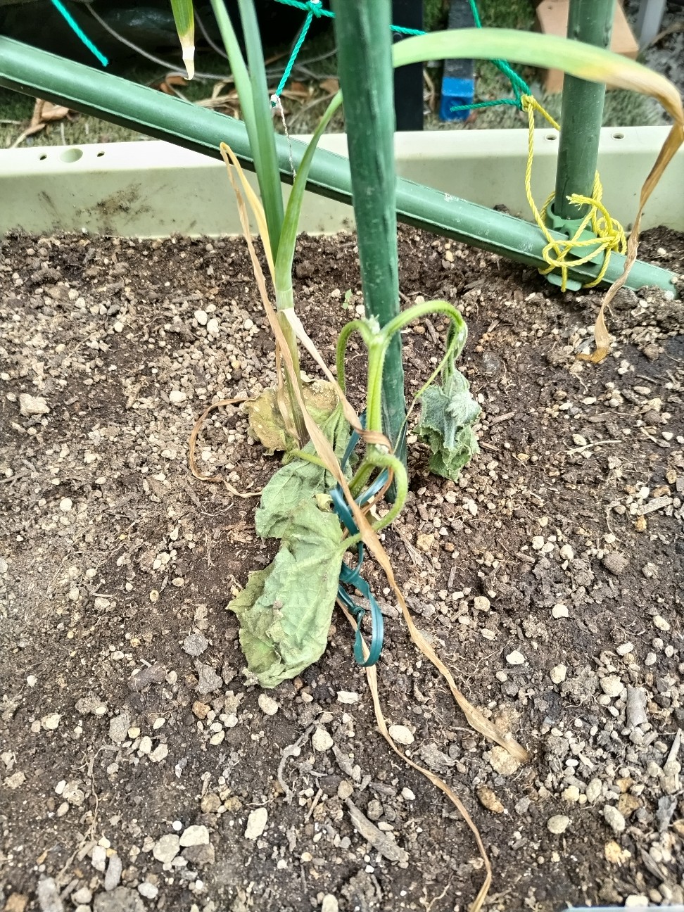 f:id:ikukyuchu:20230503124647j:image