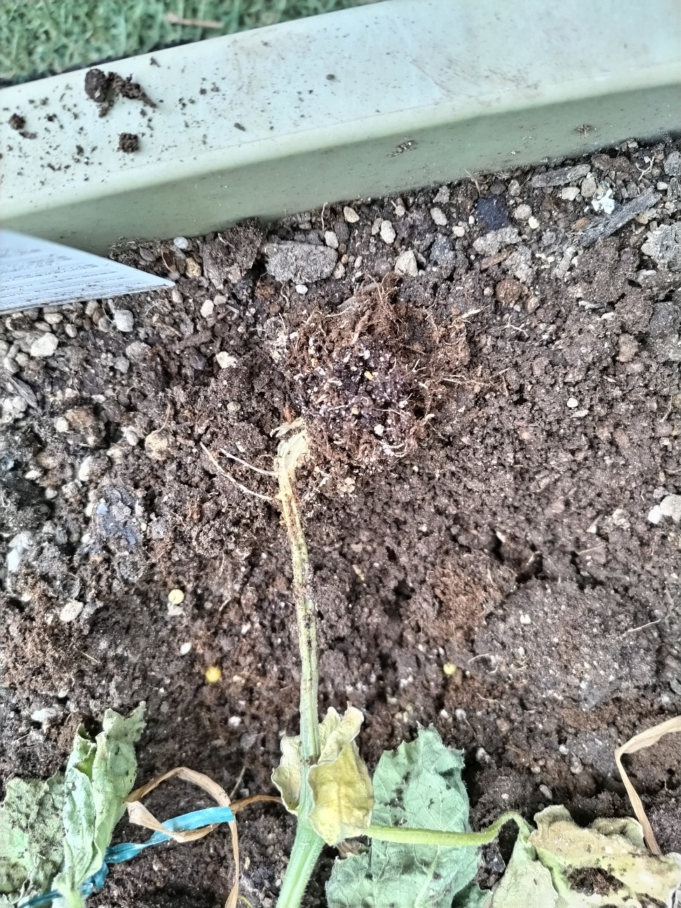 f:id:ikukyuchu:20230503124848j:image