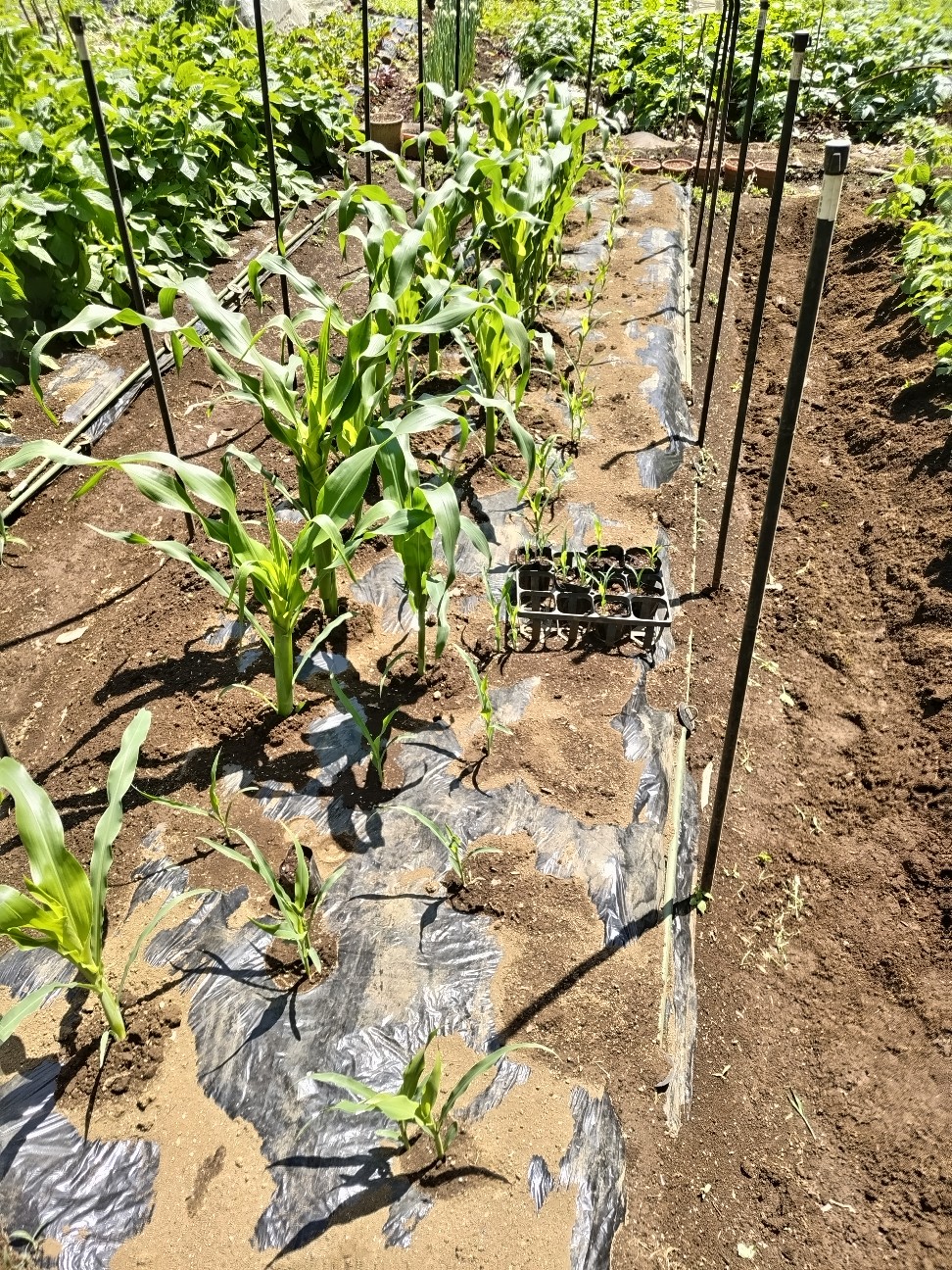 f:id:ikukyuchu:20230509142839j:image