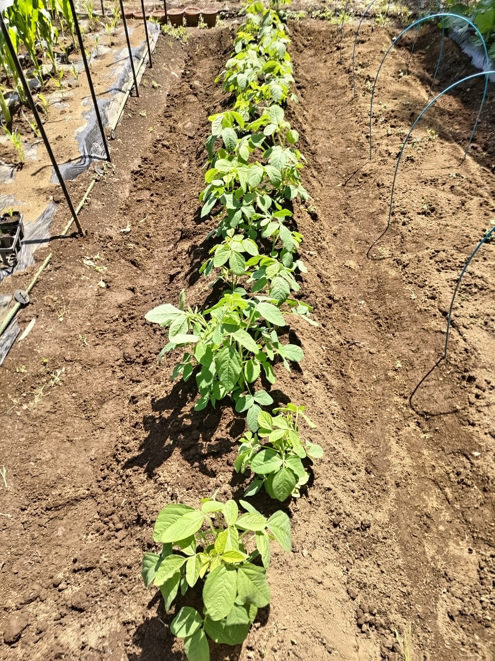 f:id:ikukyuchu:20230509171959j:image