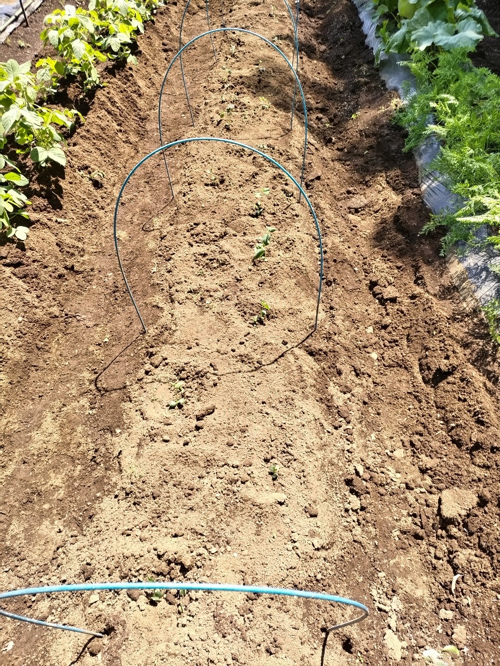 f:id:ikukyuchu:20230509172014j:image