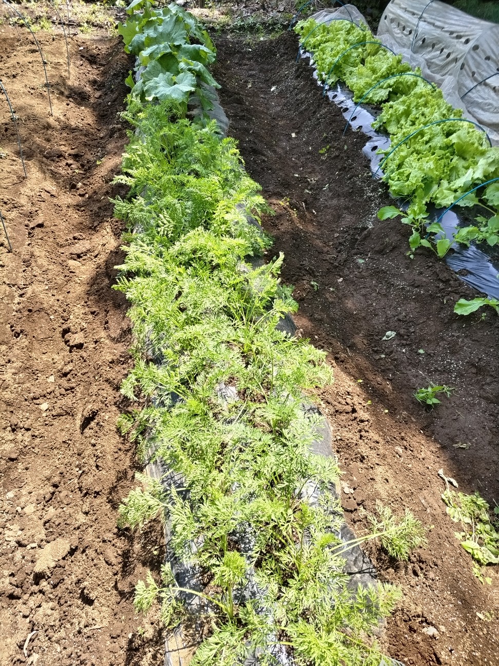 f:id:ikukyuchu:20230509174632j:image