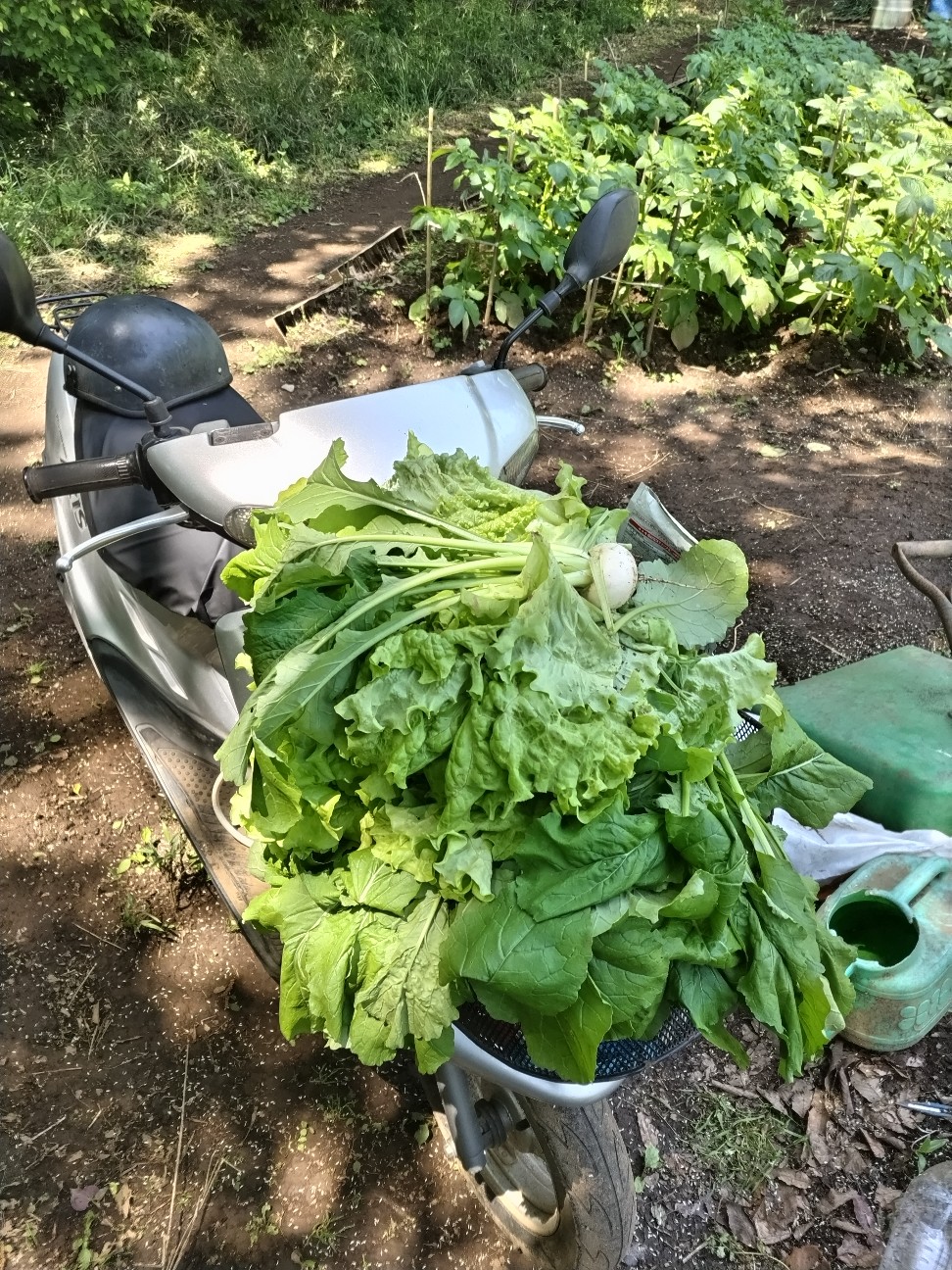 f:id:ikukyuchu:20230509180005j:image