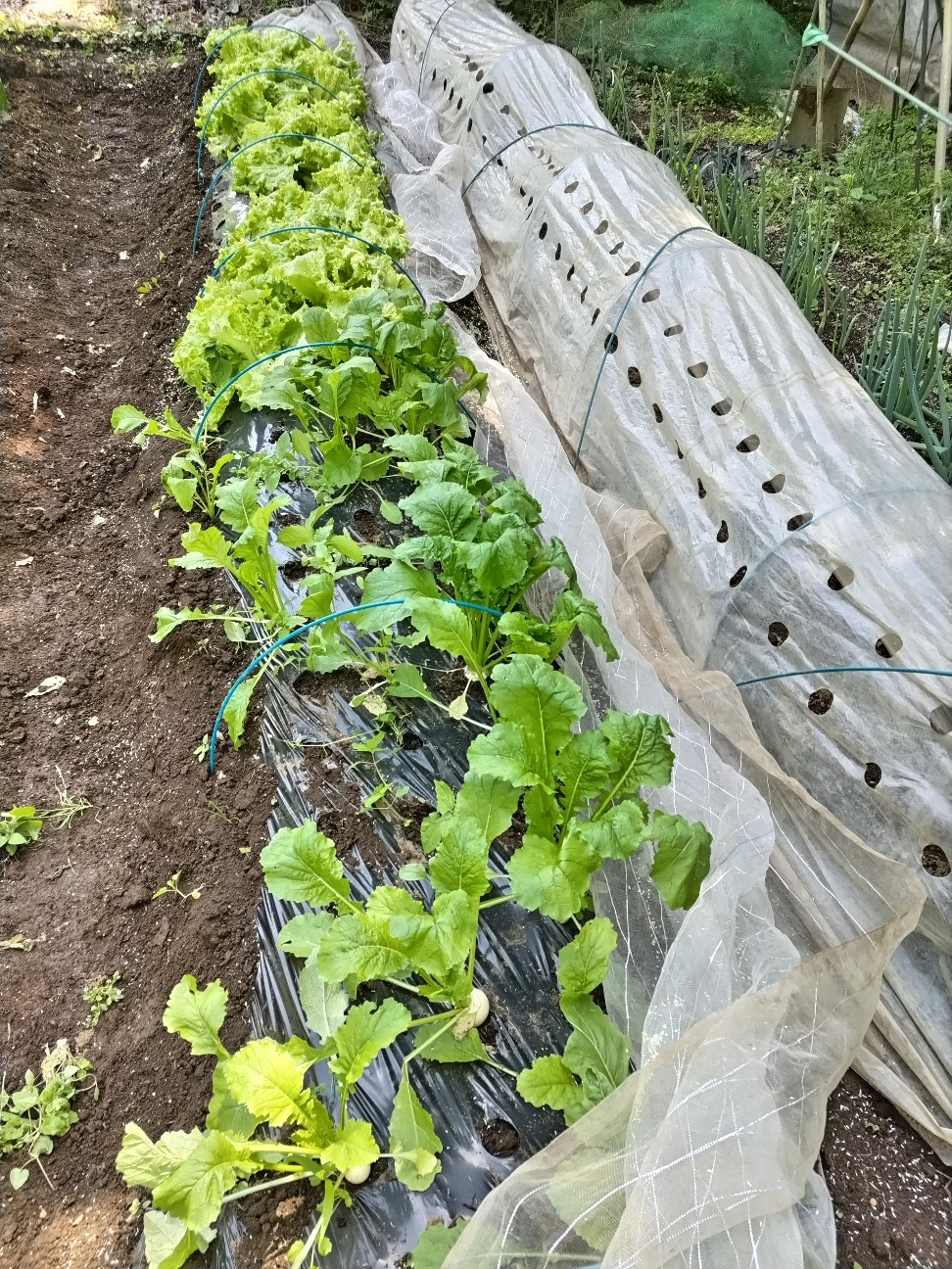 f:id:ikukyuchu:20230509180039j:image