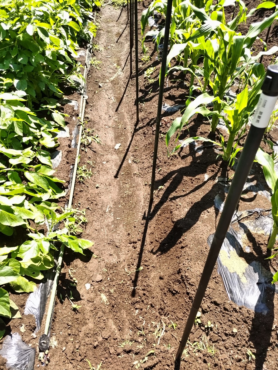 f:id:ikukyuchu:20230516125706j:image f:id:ikukyuchu:20230516125706j:image