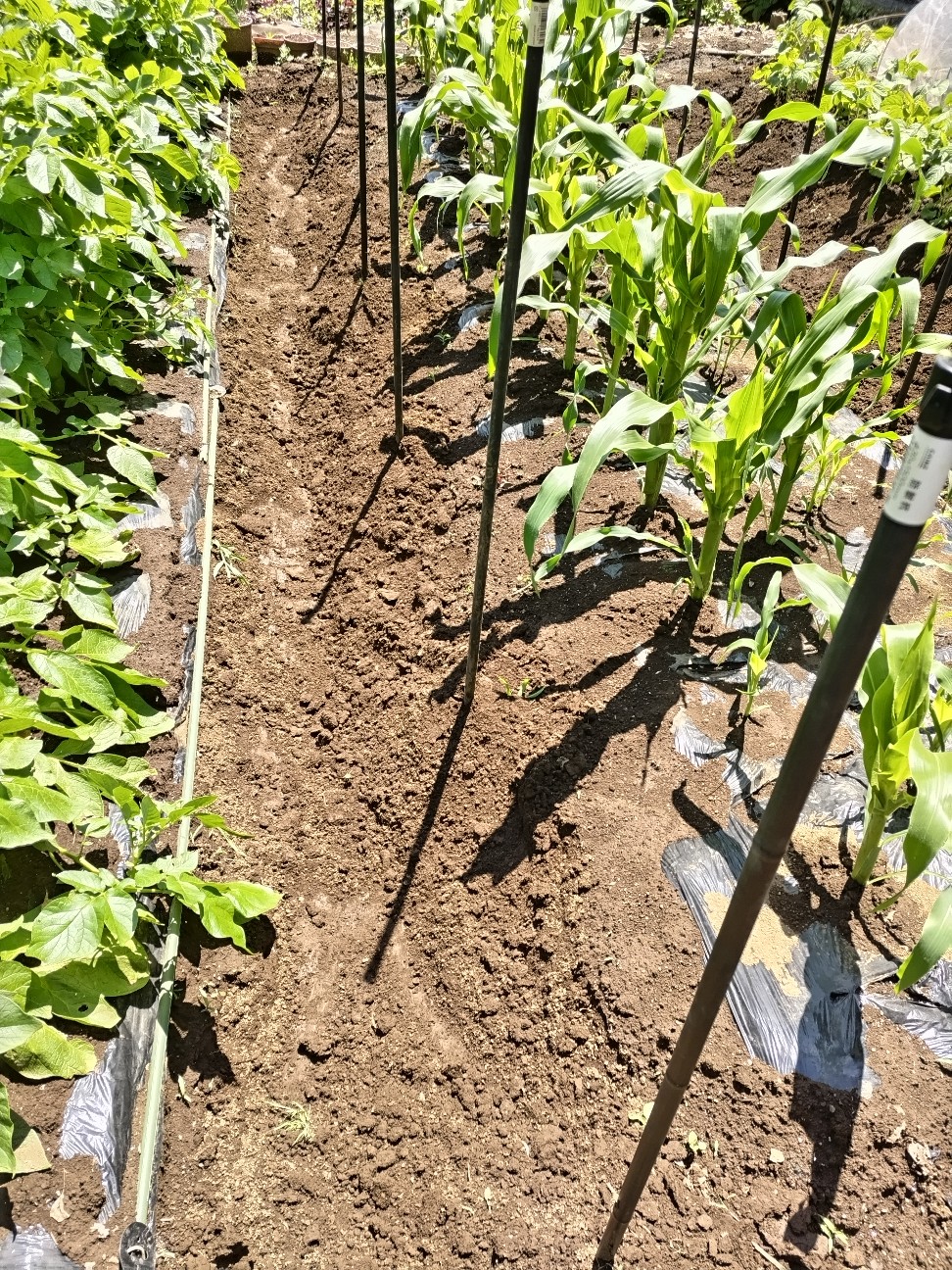 f:id:ikukyuchu:20230516125821j:image f:id:ikukyuchu:20230516125821j:image