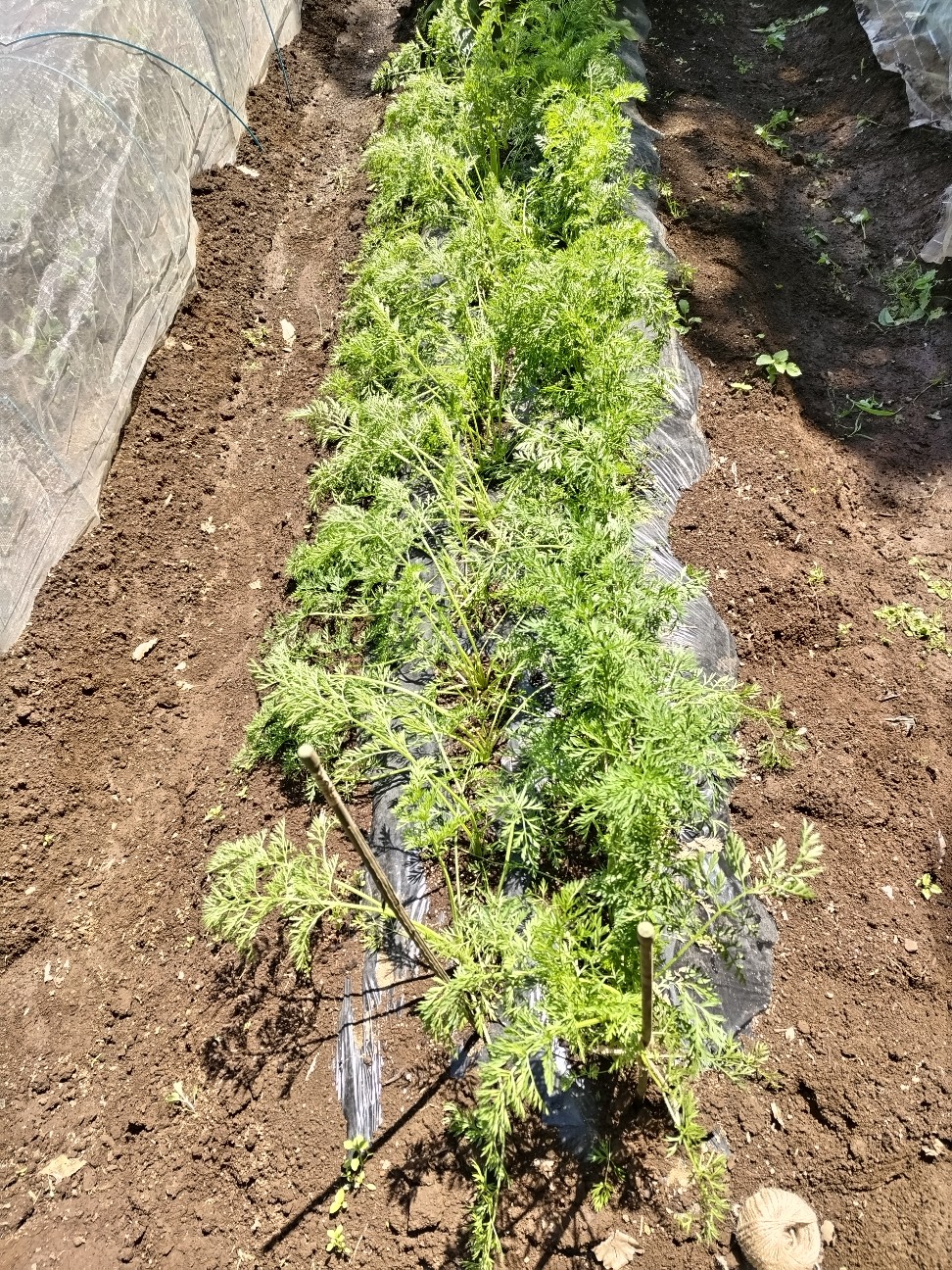 f:id:ikukyuchu:20230516130445j:image f:id:ikukyuchu:20230516130445j:image