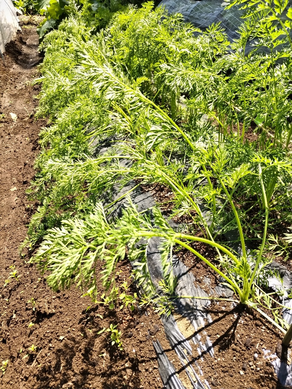 f:id:ikukyuchu:20230516131251j:image f:id:ikukyuchu:20230516131251j:image