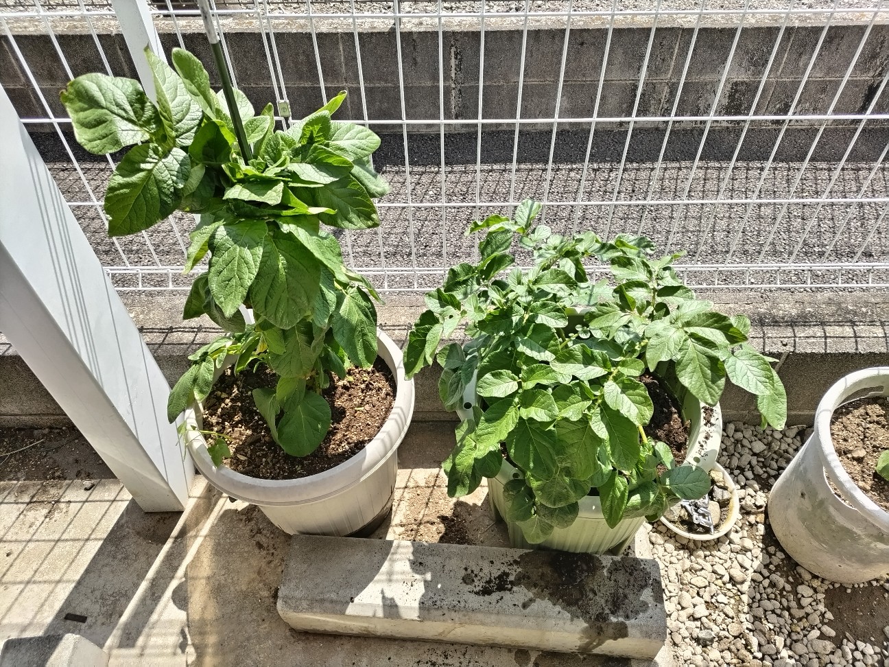 f:id:ikukyuchu:20230520012630j:image f:id:ikukyuchu:20230520012630j:image