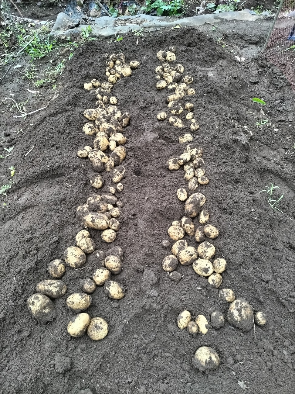 f:id:ikukyuchu:20230614150038j:image