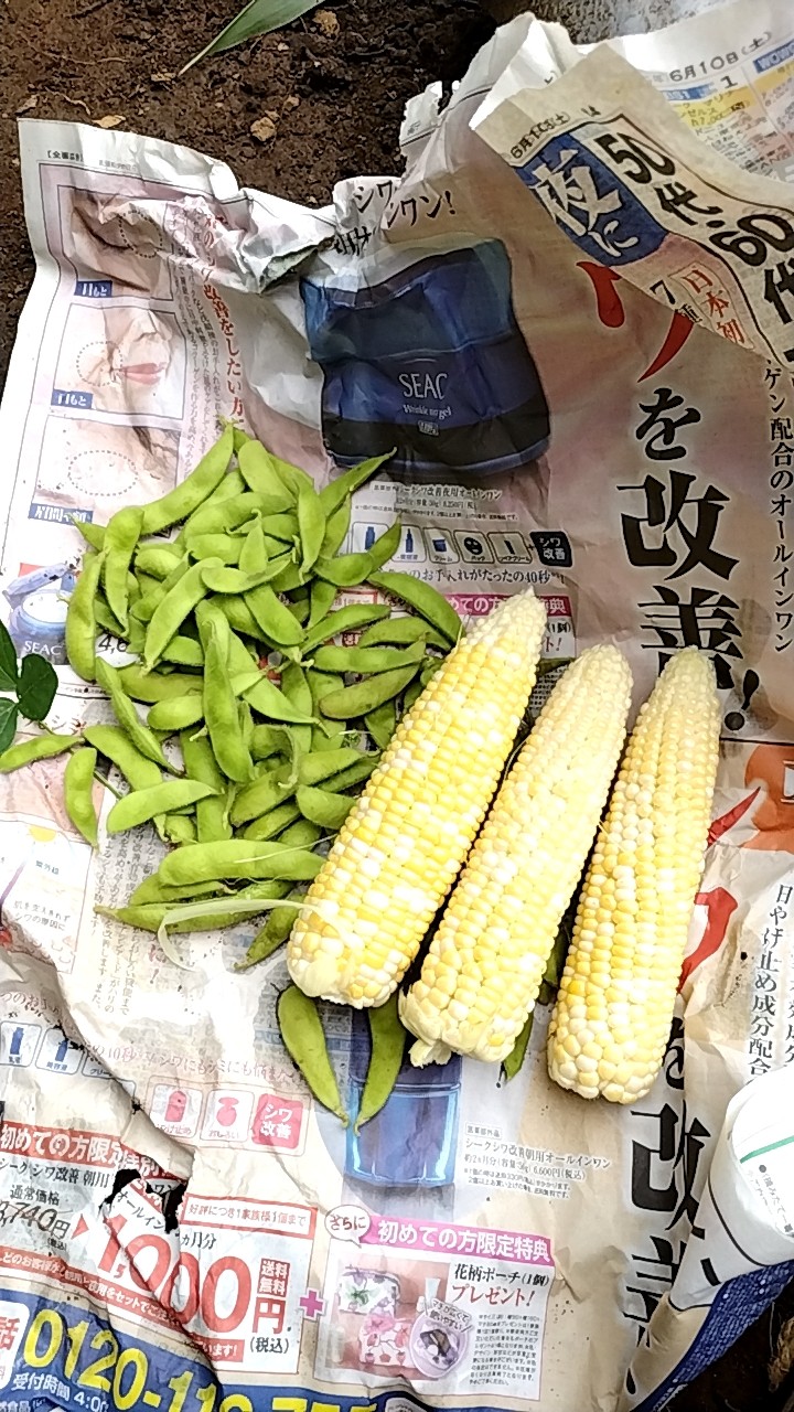 f:id:ikukyuchu:20230619092836j:image