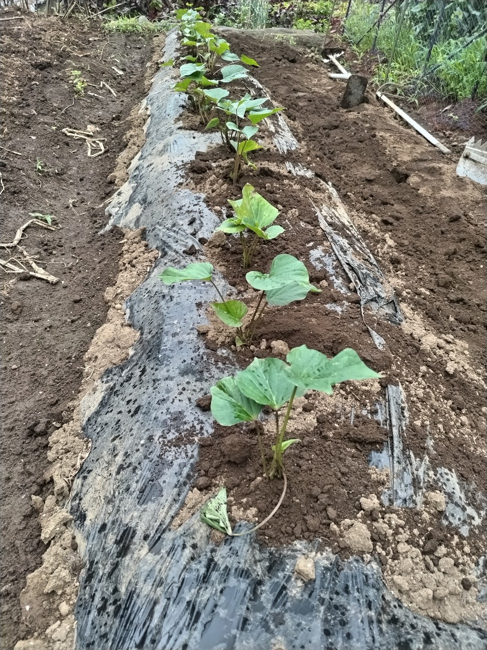 f:id:ikukyuchu:20230623110828j:image