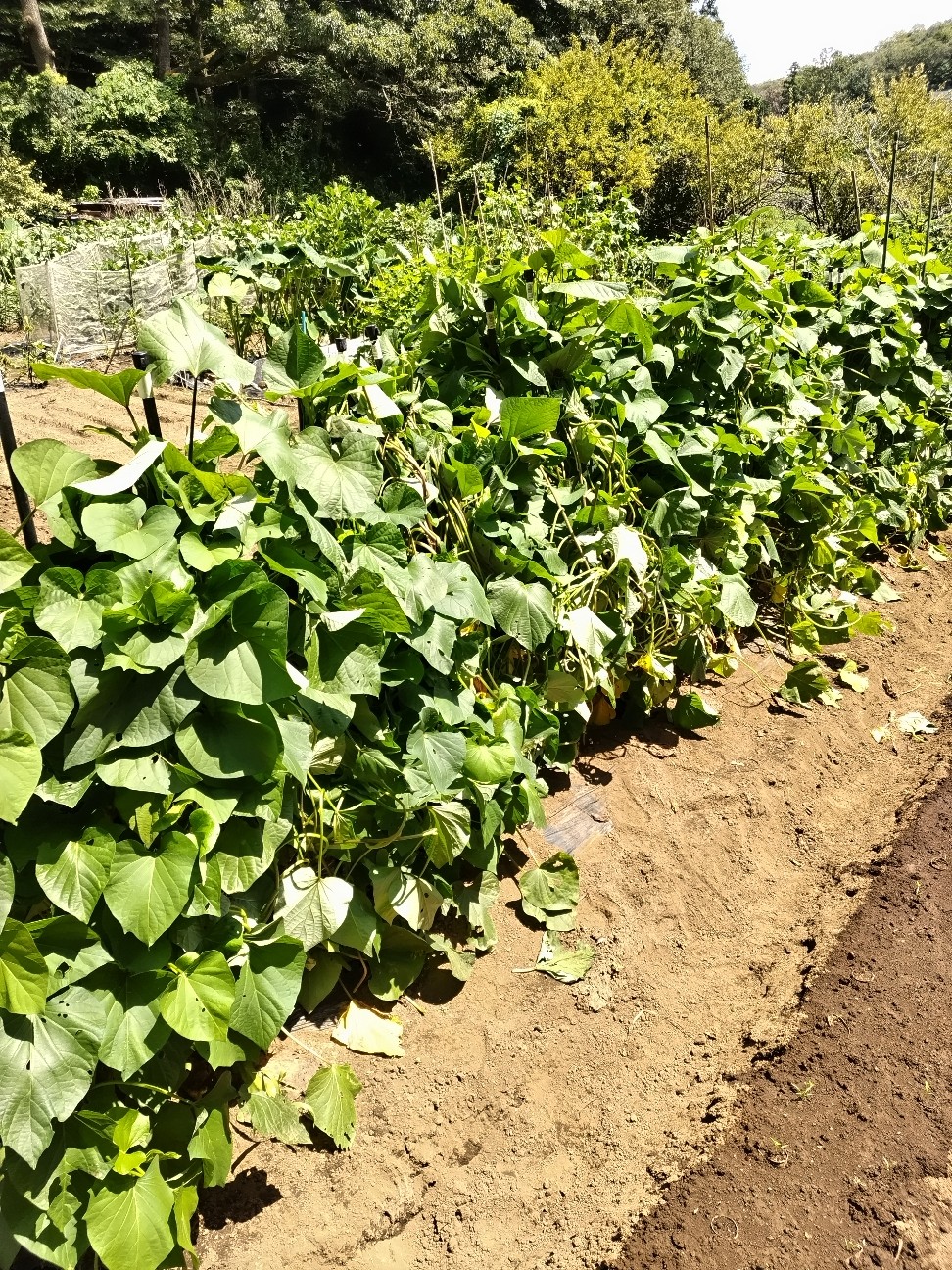 f:id:ikukyuchu:20230822130308j:image