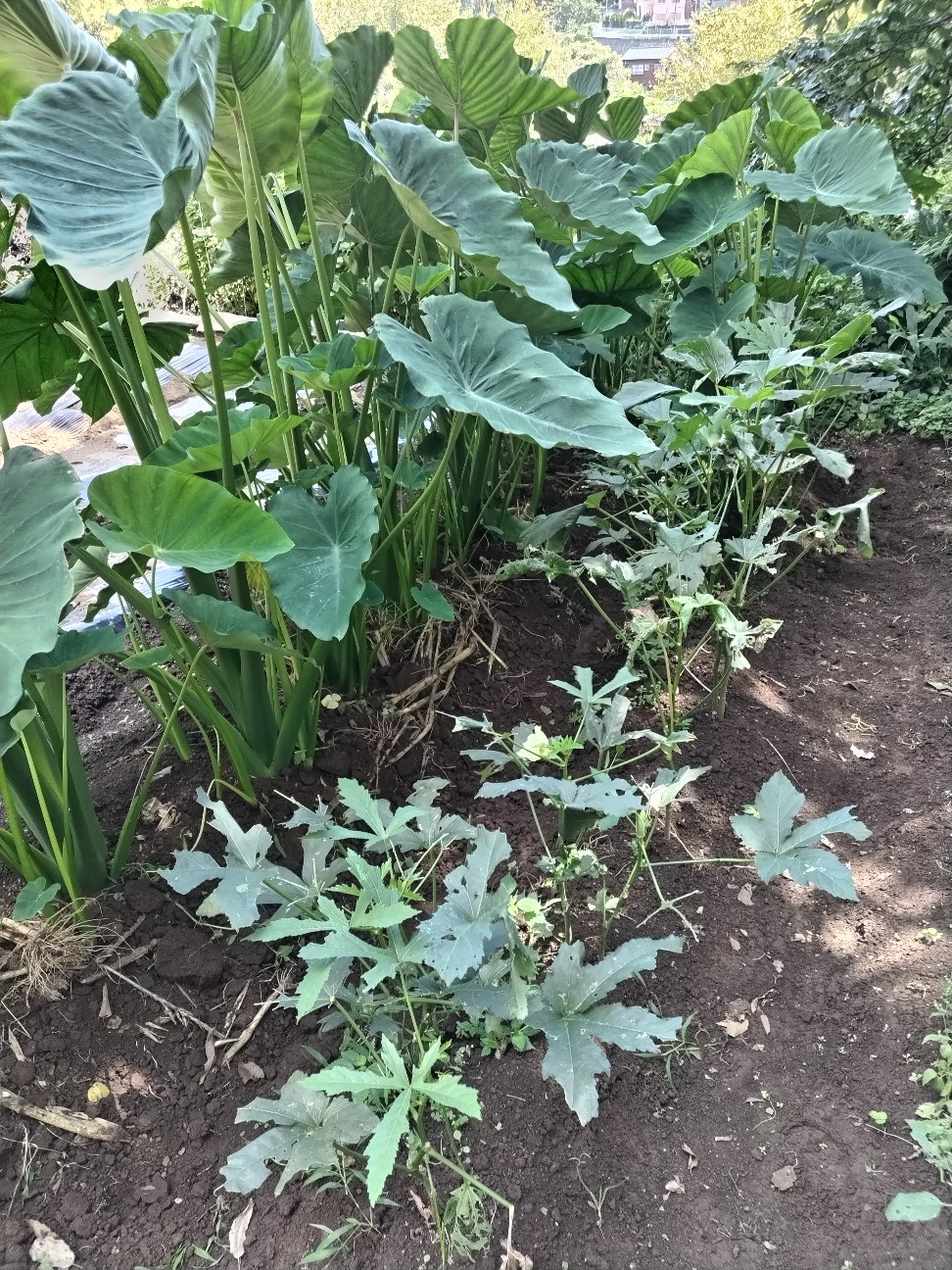 f:id:ikukyuchu:20230822130331j:image