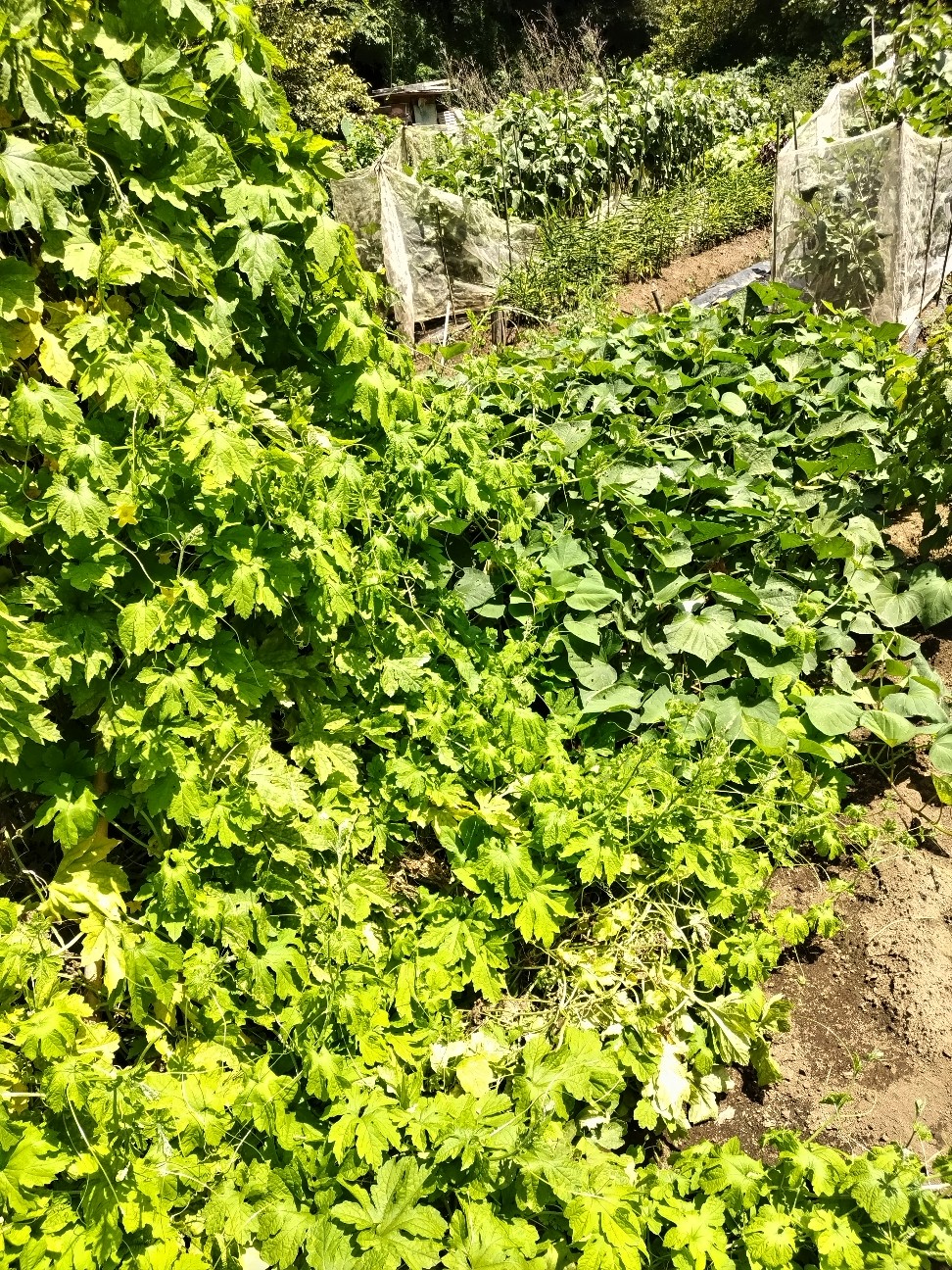 f:id:ikukyuchu:20230823183357j:image