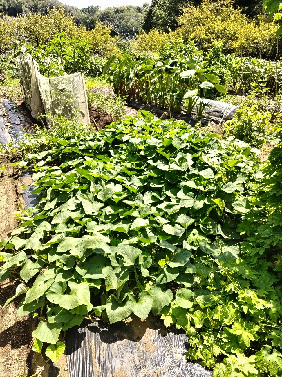 f:id:ikukyuchu:20230823183415j:image